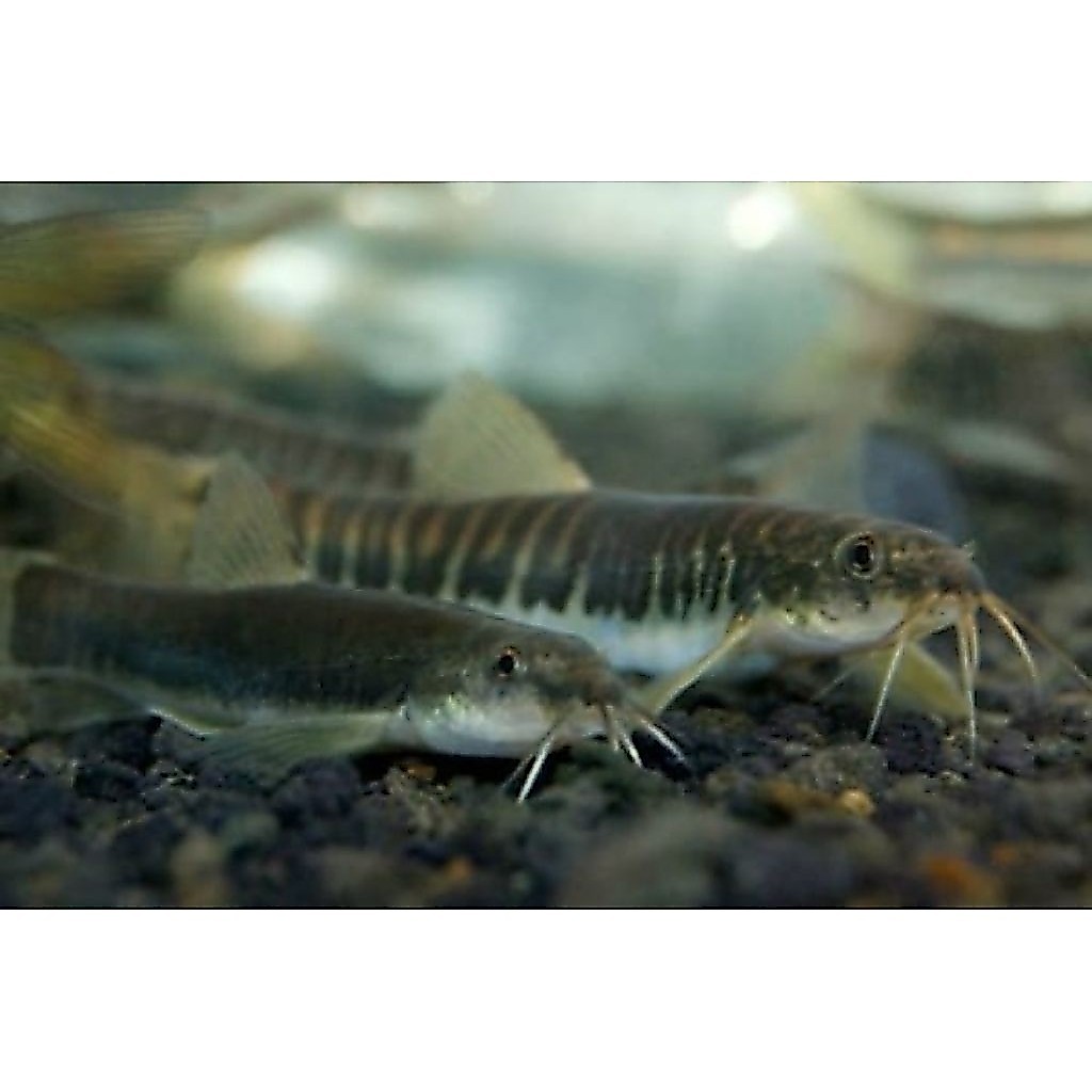 uceng hias aquascape
