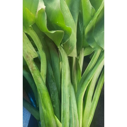 

Daun genjer segar 1ikat