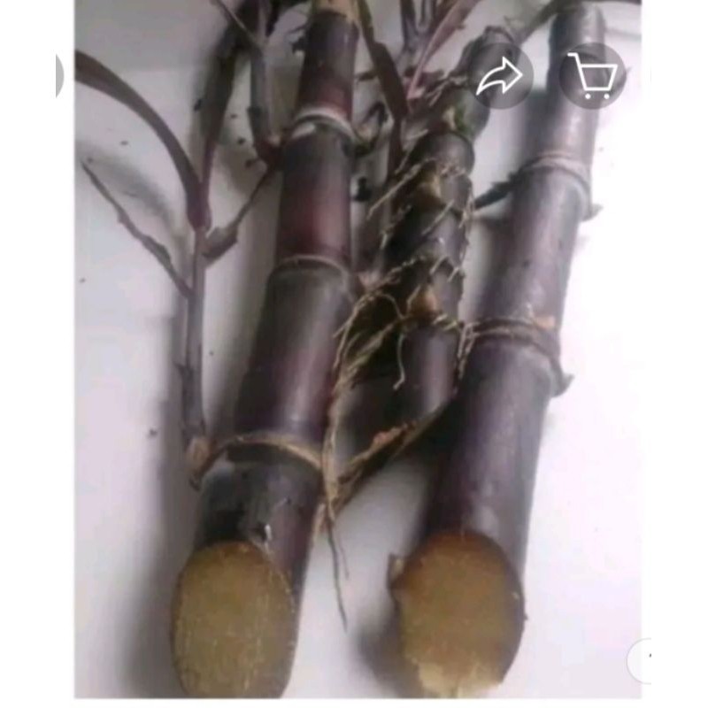 bibit tebu Ireng/tebu hitam TEBU