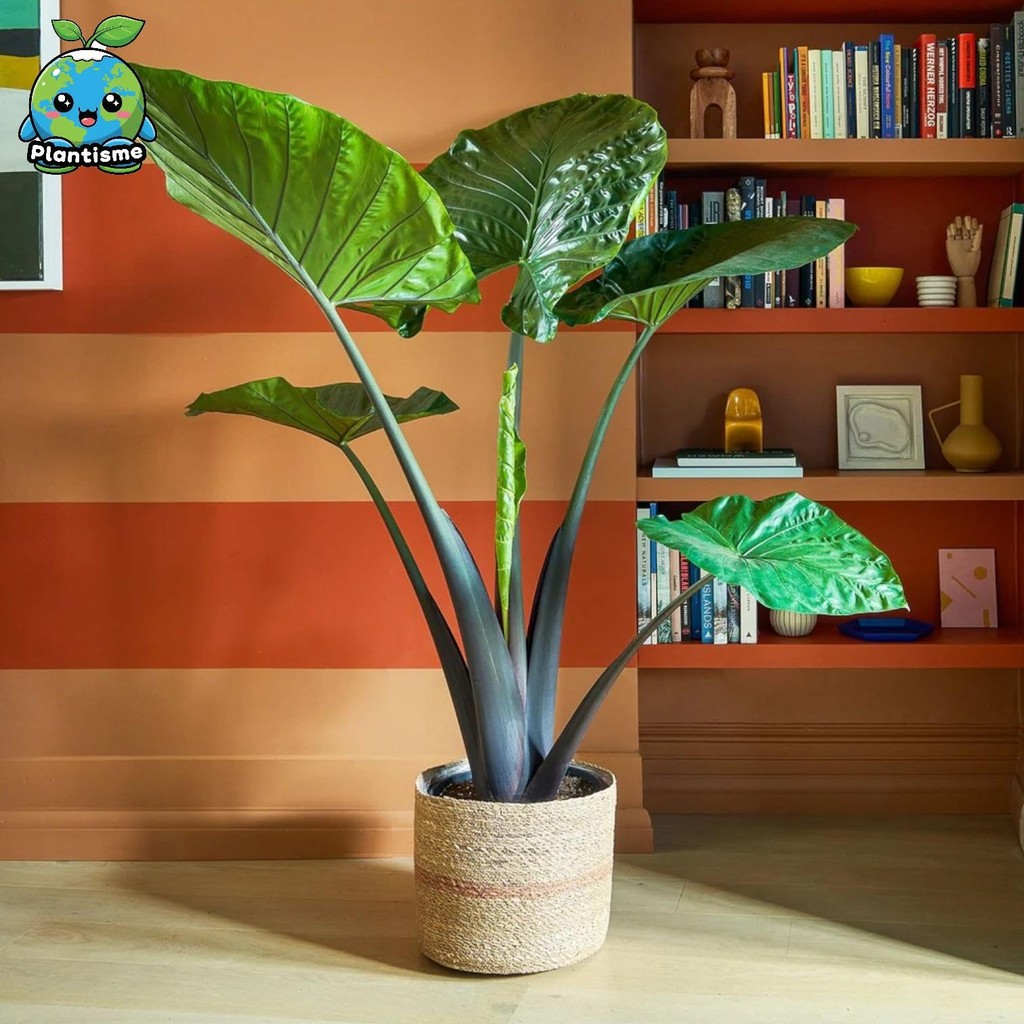 Tanaman Hias - Yucatan Princess Alocasia sarawakensis Alokasia Sarawakensis Indoor Decorative Aroid 