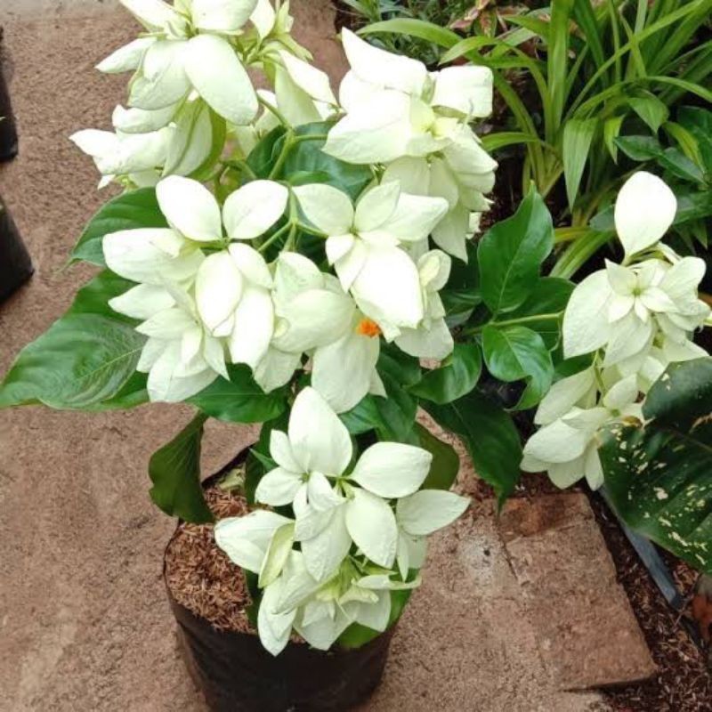 (PROMO) bunga Nusa indah bunga putih kuning merah