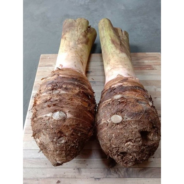 TALAS BOGOR ASLI 1KG TALAS SEGAR