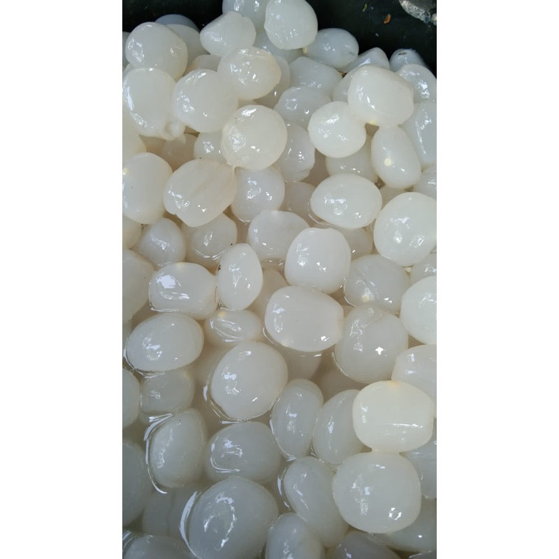 Kolang Kaling Segar 1kg Kolang Kaling Mentah Kualitas Super