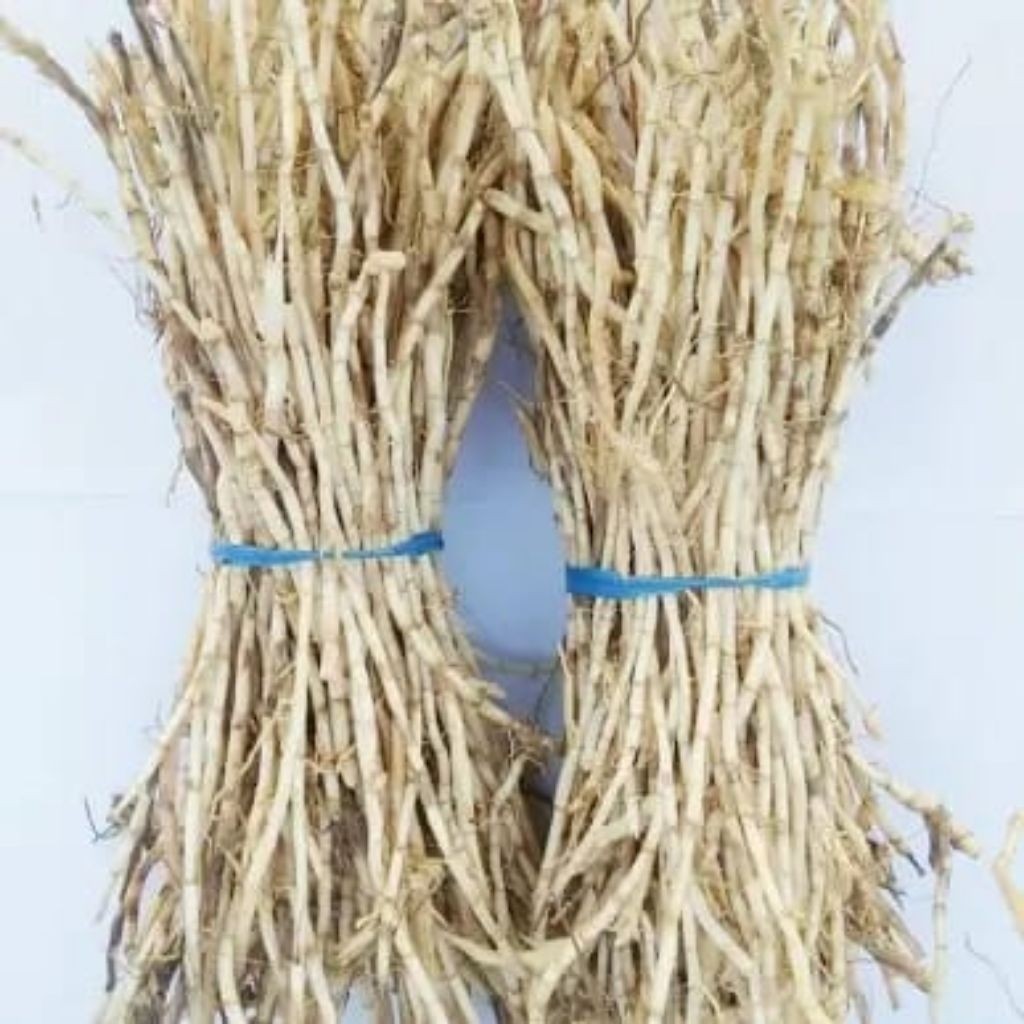 

AKAR ILALANG-ILALANG / ALANG-ALANG 250 GRAM UNTUK HERBAL