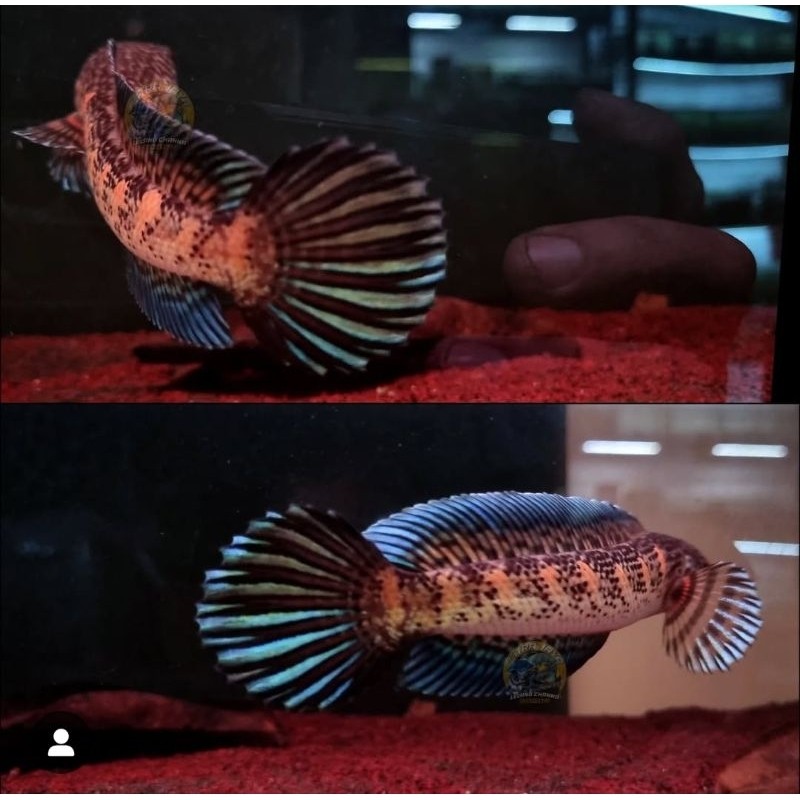 Hobi Channa auranti paket hemat Kualitas grade A++