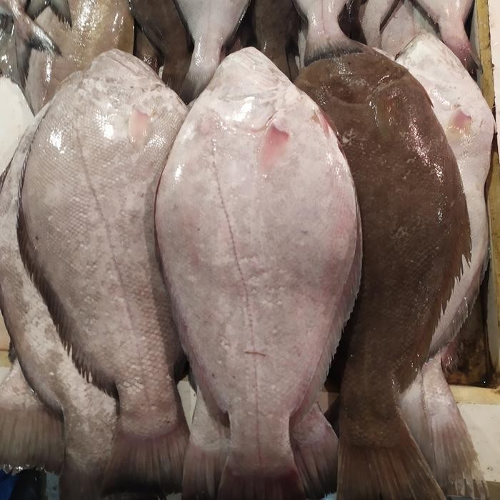 PROMO IKAN HALIBUT / PIHI / SEBELAH SEGAR