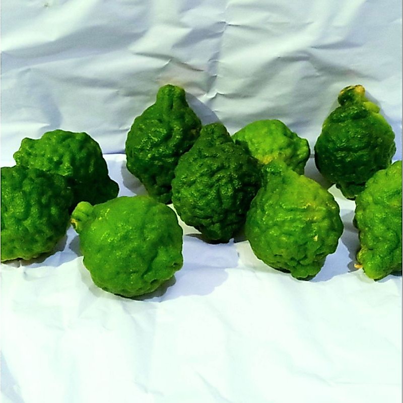 Jeruk purut jantan / Jeruk purut jantan dan betina / 1 pasang / herbal
