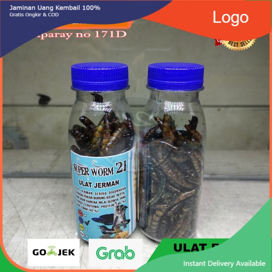 ULAT JERMAN KERING BLUE / ULAT GERMAN KERING BLUE PAKQN PREDATOR CHANA