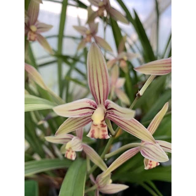 anggrek Cymbidium ensifolium spesies