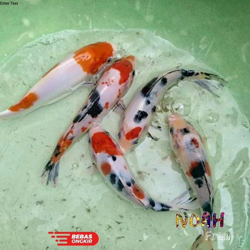 ikan koi showa. sanke murah warna cerah