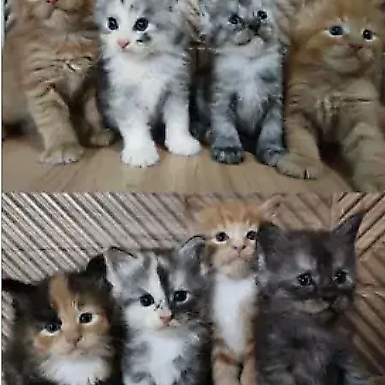 Jual Kitten Anak Kucing Persia Anggora Long Hair Jantan Betina Lucu & Sehat 4 Bulan Keatas Bulu Kapa