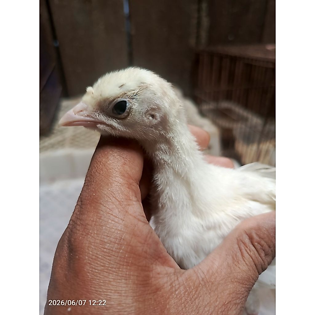 ayam kalkun anakan remaja besar