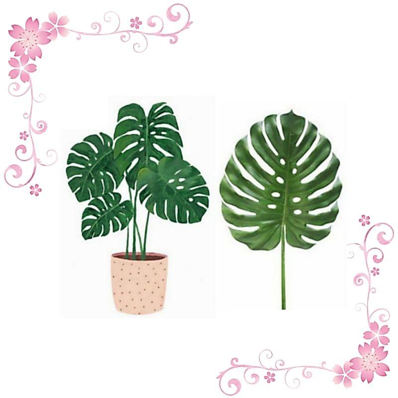 STICKER DAUN MONSTERA | HIASAN KAMAR | HIASAN RUMAH