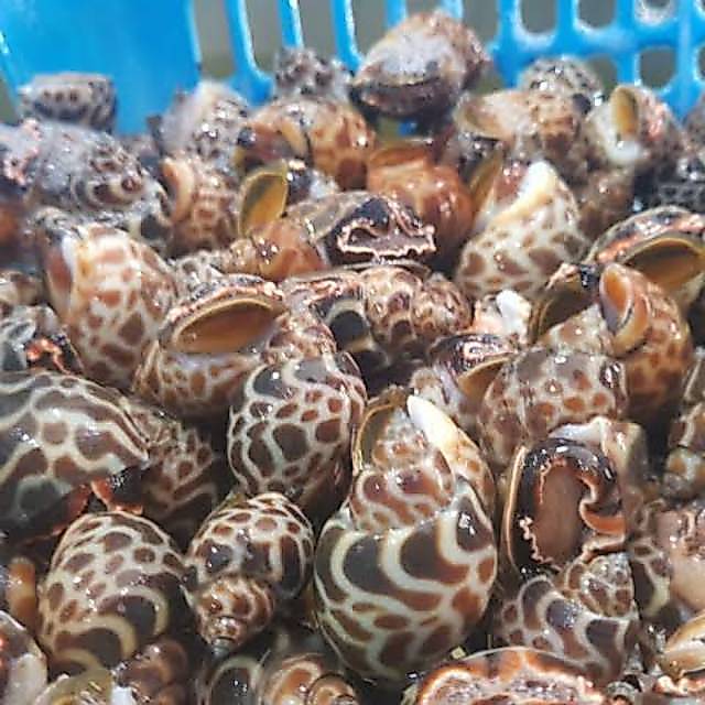 Keong macan hidup live