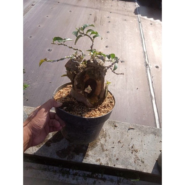 bonsai bugenvil bunga ungu     Berkualitas