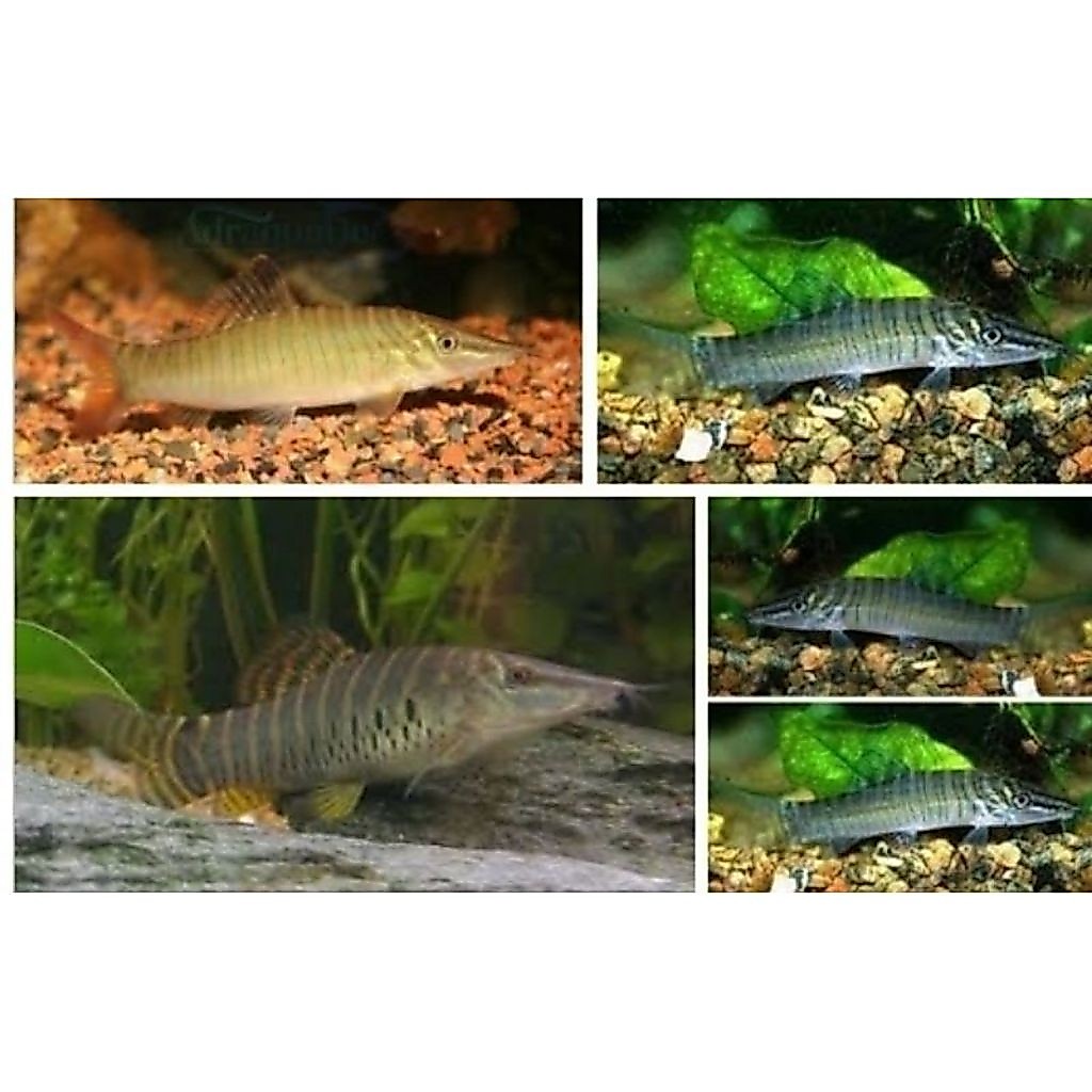botia green Tiger/botia hijau/Hiasan Aquascape