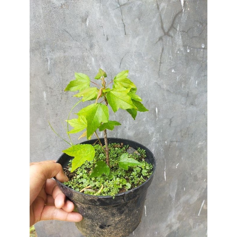 Bahan Bonsai Maple Trident/ Trident Maple     Berkualitas