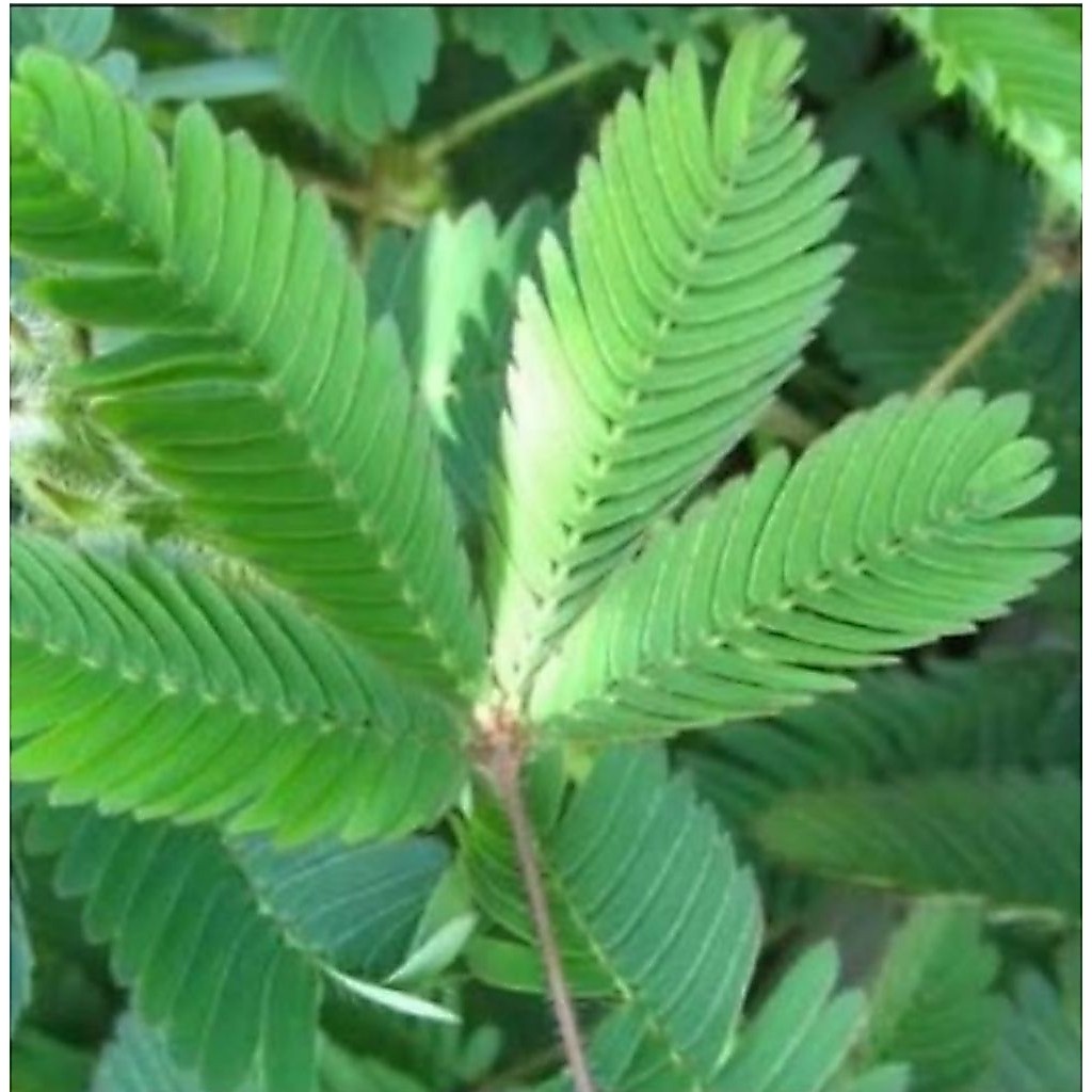 Putri malu-Daun putri malu 100 gram