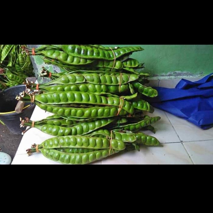 

Pete Tua Segar Super grade A - 10 papan 3008