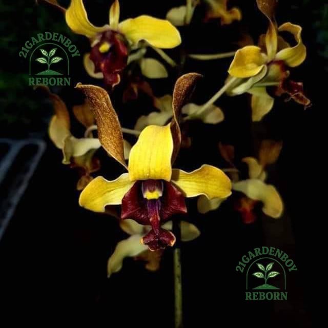 (BISA BAYAR DI TEMPAT) anggrek dendrobium pra remaja ririn triyan anggrek den.perumpun