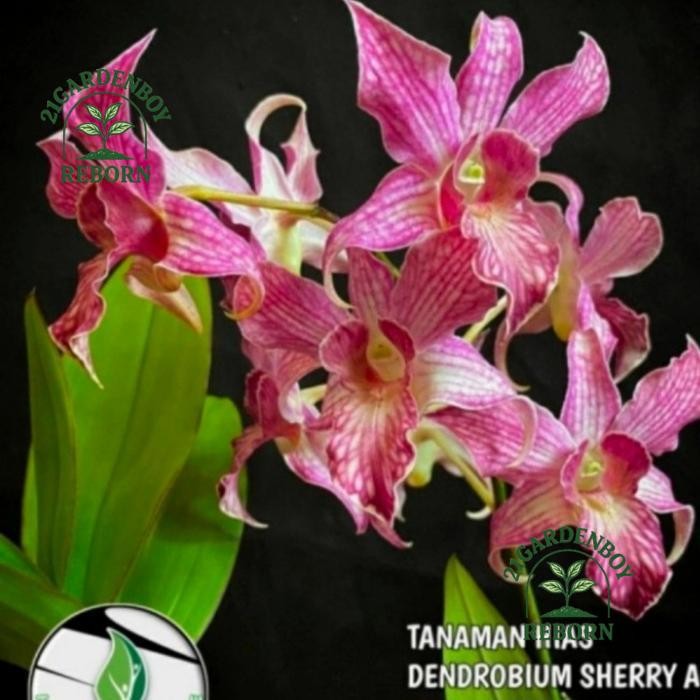 (BISA COD) anggrek dendrobium Sherry red remaja .