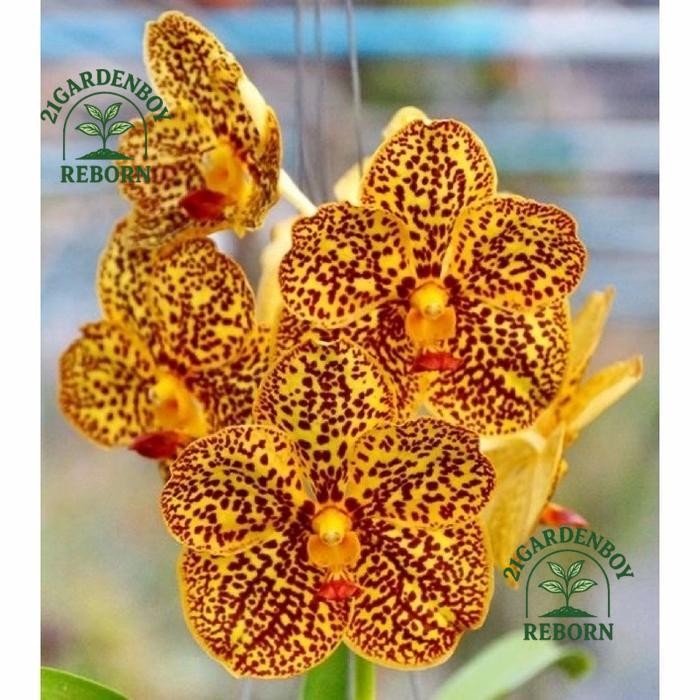 (BISA COD) Anggrek Dendrobium kuning totol Dewasa .