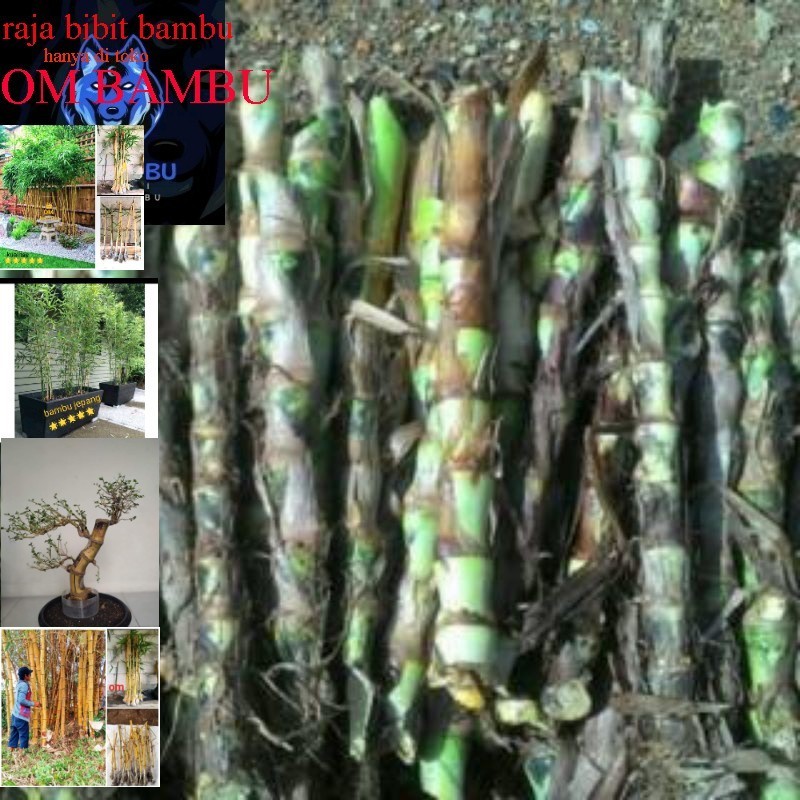 BIBIT RUMPUT ODOT SUPER