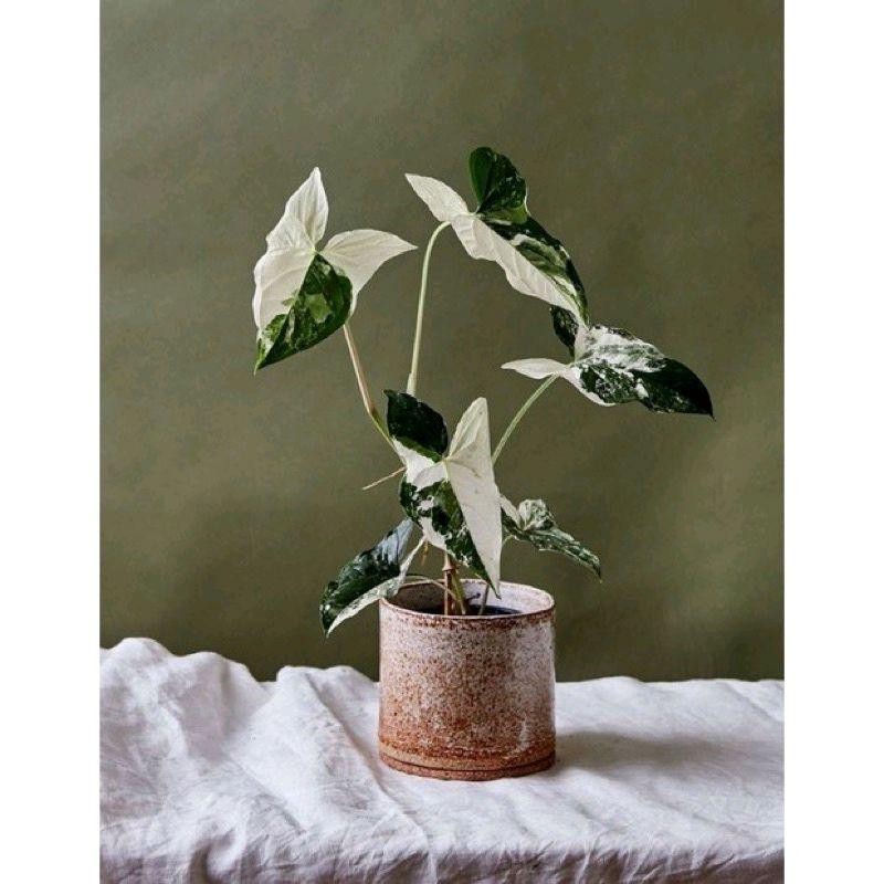 Tanaman Syngonium Albo Varigata Albo/Syngonium Varigata Putih