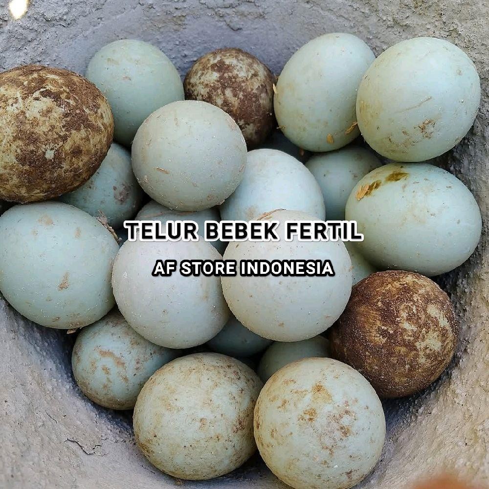 

PAKET 10 BUTIR TELUR BEBEK FERTIL ADA PACEKNYA - BISA DI TETASKAN