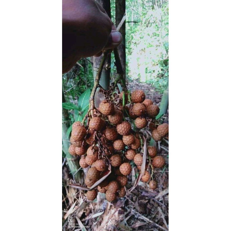 buah biji rotan / hoe langka 1 kg SPL