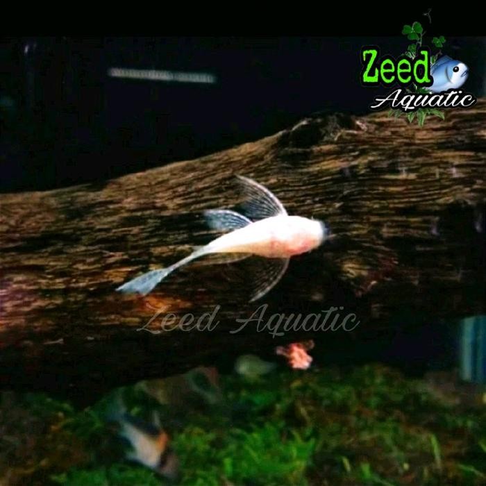 Ikan hias aquascape Brushmouth albino slayer Size