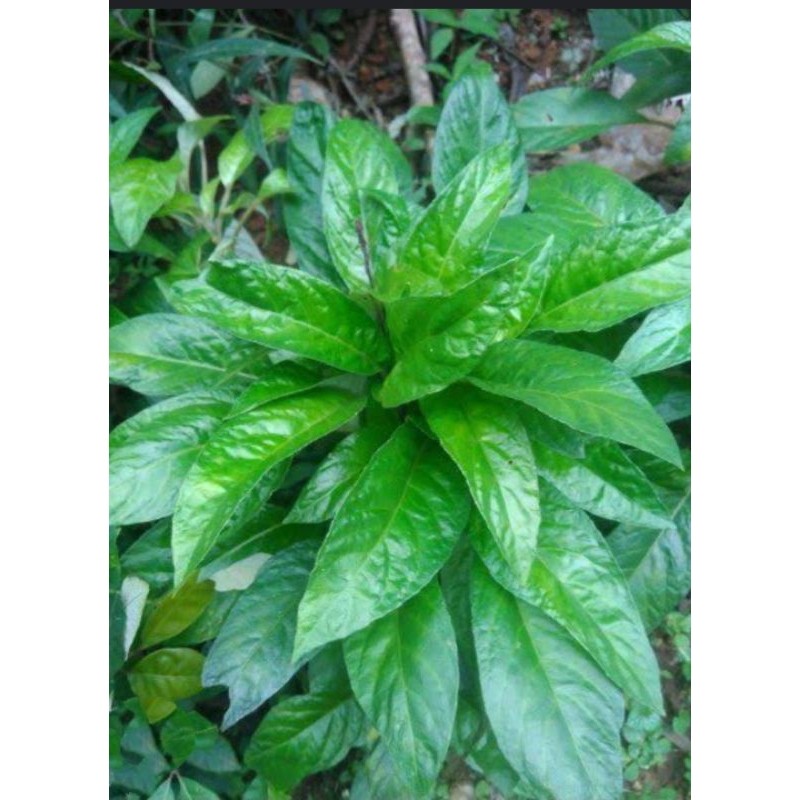 

Promo PAKET 1 KG DAUN RENDE SEGAR LALAPAN MAKAN ..