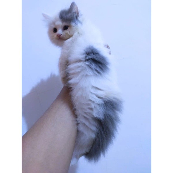 kucing flatnose munchkin persia