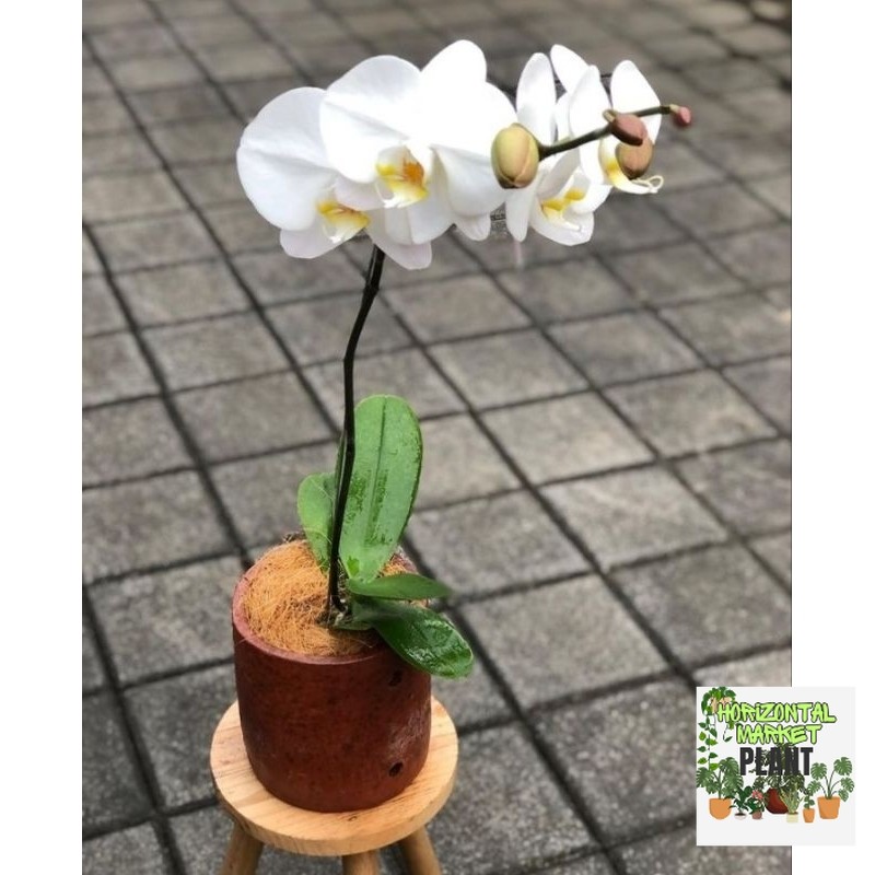 tanaman anggrek bulan - tanaman - anggrek