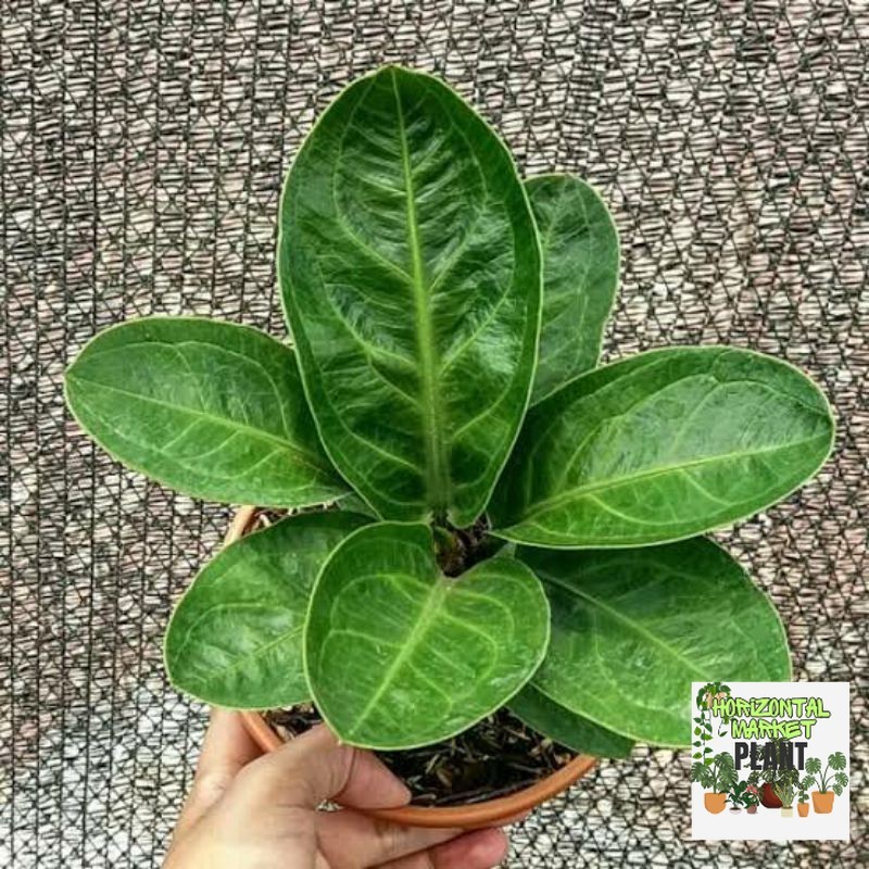 tanaman hias anthurium jemani mangkok - anthurium mangkok