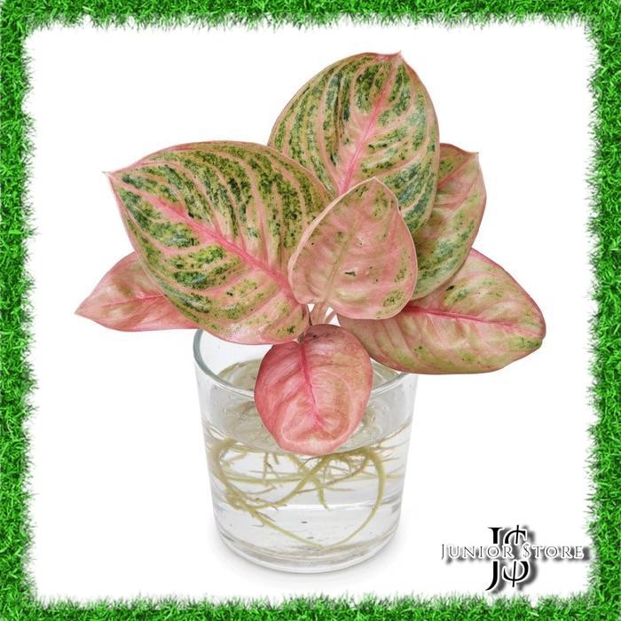 Bonggol Bibit Aglonema Denpasar Moon