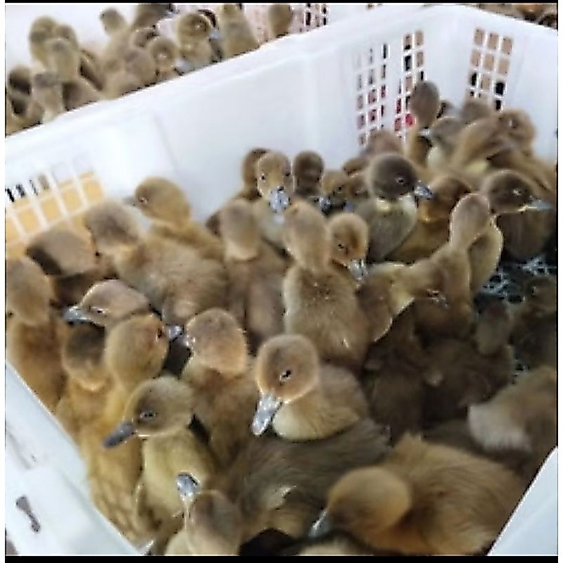 DOD bebek betina bebek petelur beli 15 free 1 ekor