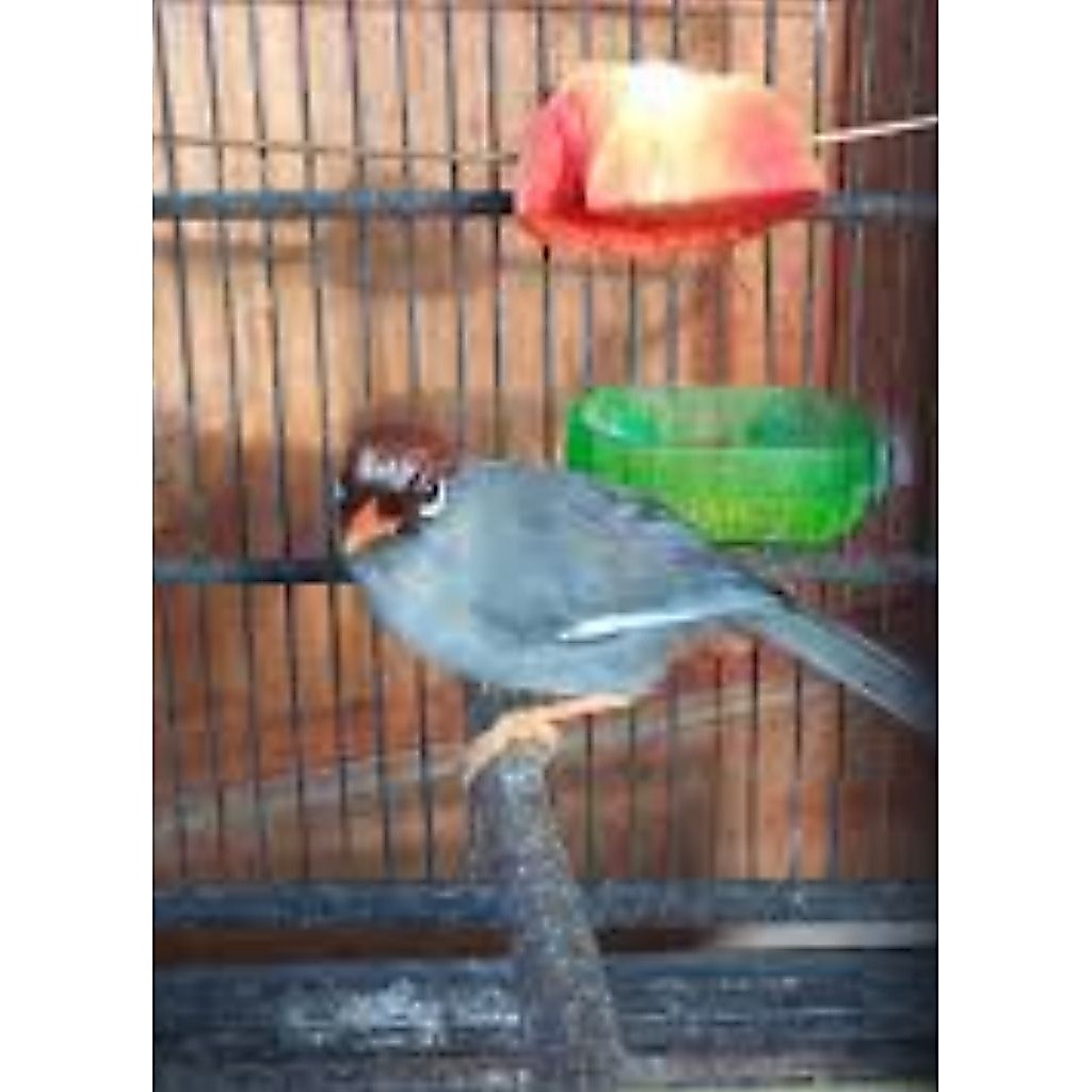 Poksay Mandarin gacoran