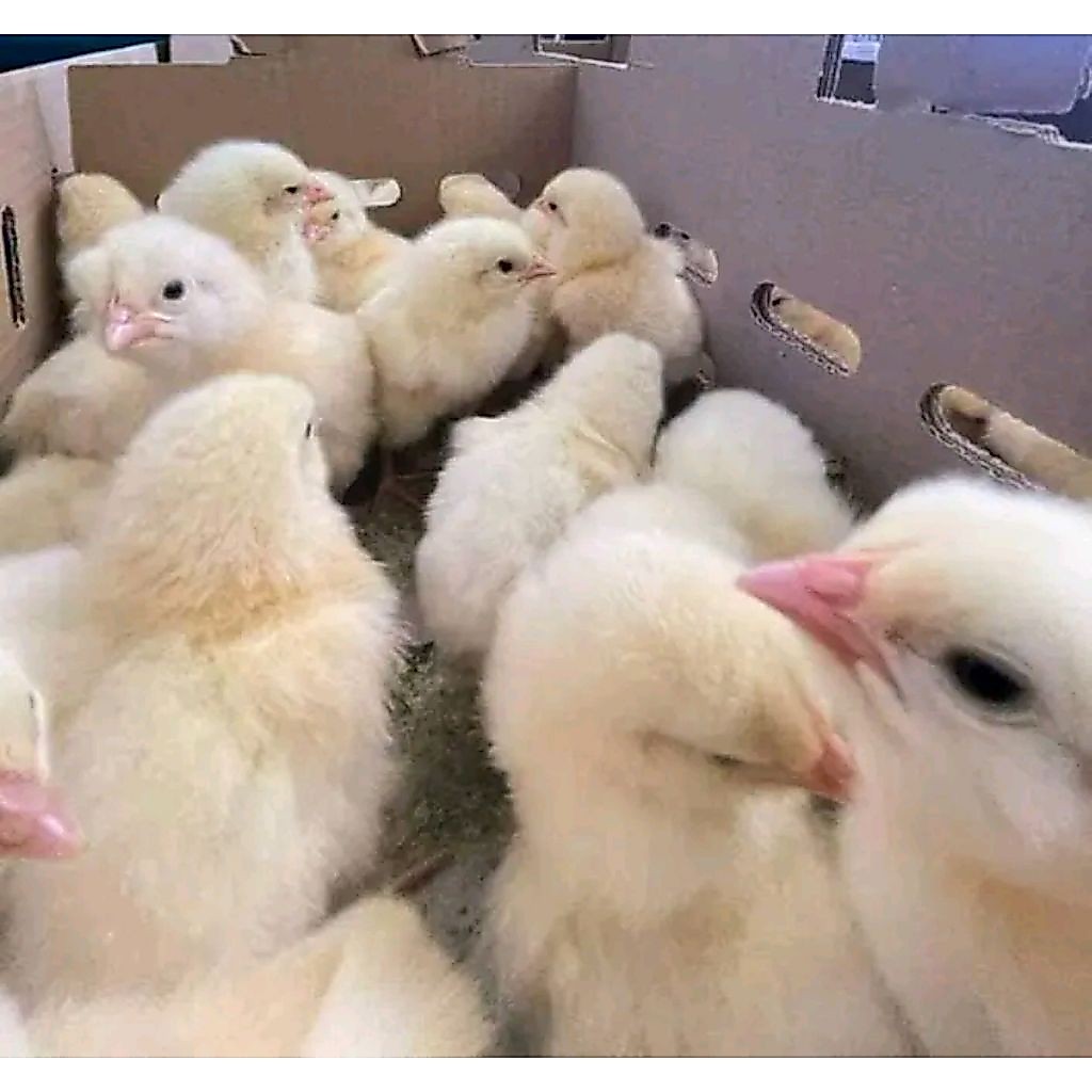 DOC BROILER