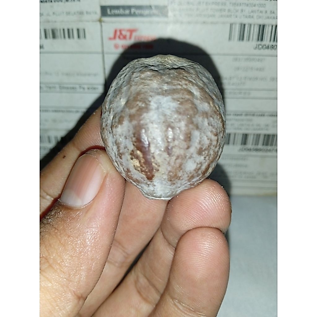 Muncang Adu Yanti A.merhit Batok tebal