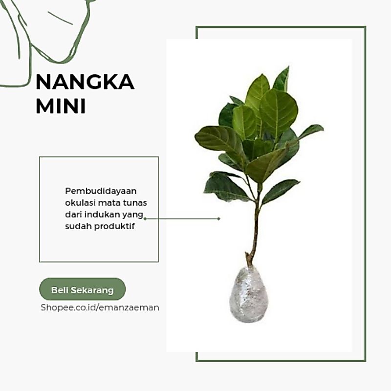 Bibit Nangka Mini Pohon Nangka Mini
