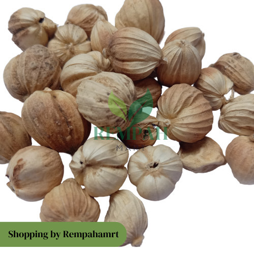 

[AR] 50g Biji Kapulaga Jawa Putih Alami True Cardamon Premium / Bumbu Pelengkap Masakan Biji Kapulaga Putih Lokal Rempahmart