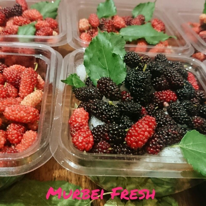 

HalimunHerbal Buah Murbei Segar / Mulberry Bebesaran Fresh 50gr