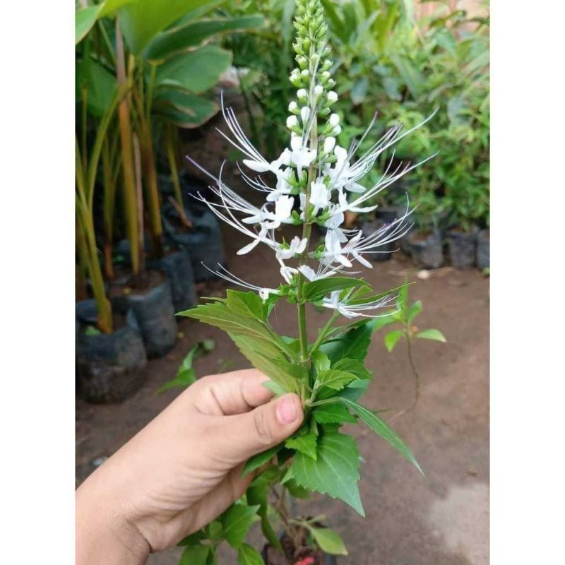 LadangHerbal TANAMAN HERBAL KUMIS KUCING - Tanaman Obat Kumis Kucing - Bibit Tanaman Herbal Daun Kum