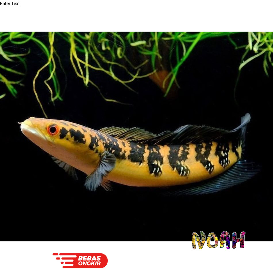 CHANNA MARU YS 12-14 CM GRADE A FREE SURAT KARANTINA