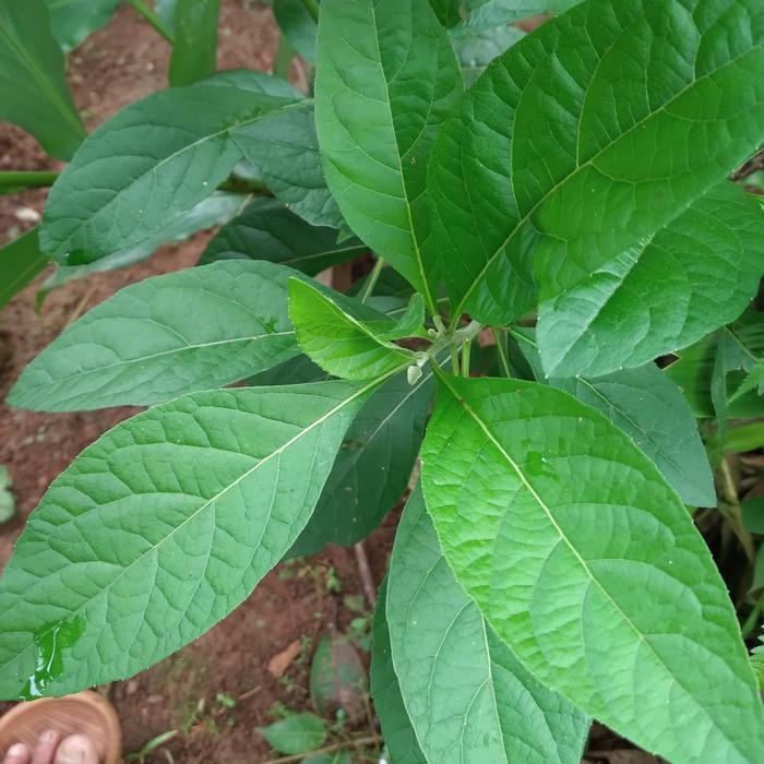 

promo daun afrika segar fres 1kg