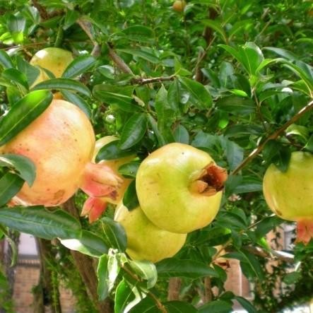 

BUAH DELIMA HIJAU 1 KG BUAH KAYA MANFAAT