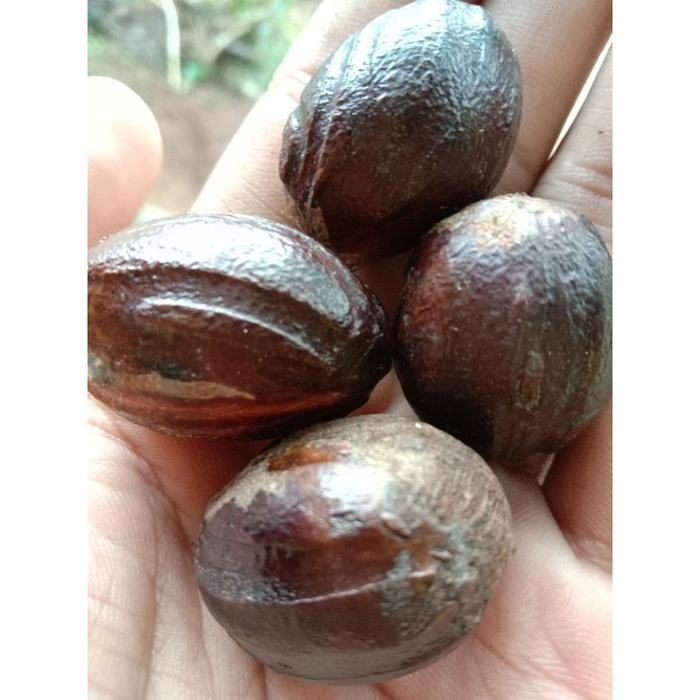 

Terbaik buah pala kering per biji