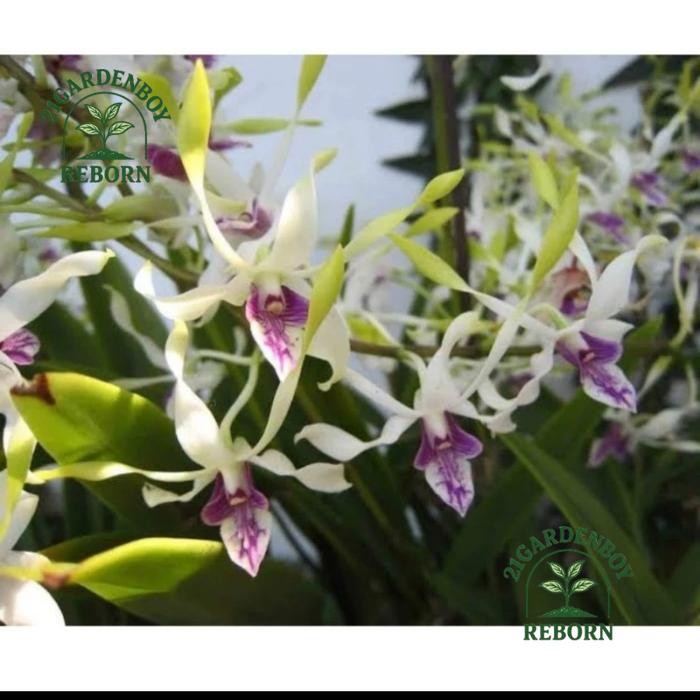 (BAYAR DI TEMPAT) anggrek dendrobium kriting keiki dendro antenatum keiki