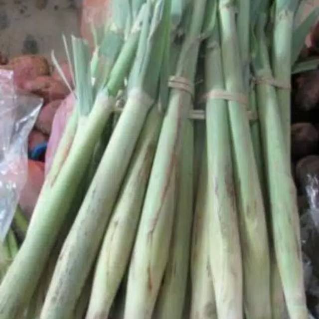 

Baru Turubuk sayur Tebu Endong Terubuk 1 kg COD